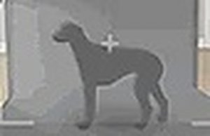 Animal Care Center Simulator