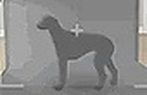 Animal Care Center Simulator